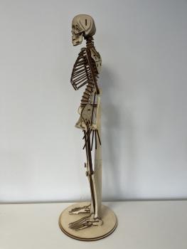 Human skeleton (Cool Human Skeleton) as a 3D model - side vie